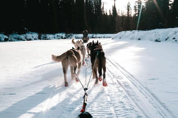 https://www.discovercanadatours.com/wp-content/uploads/2022/08/©DCT-DaniEaston-DogMushing-600x400.jpg