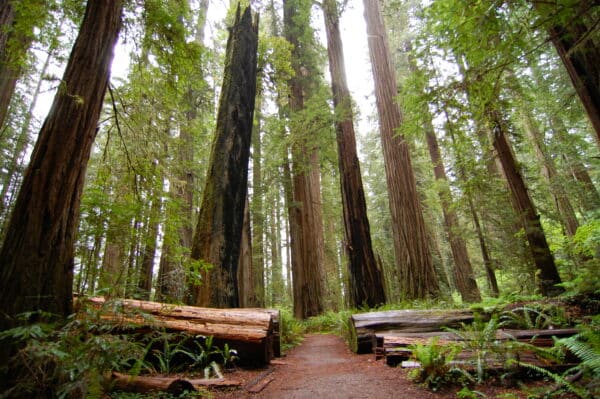 https://www.discovercanadatours.com/wp-content/uploads/2022/10/RDVTour_Tofino5-600x399.jpg