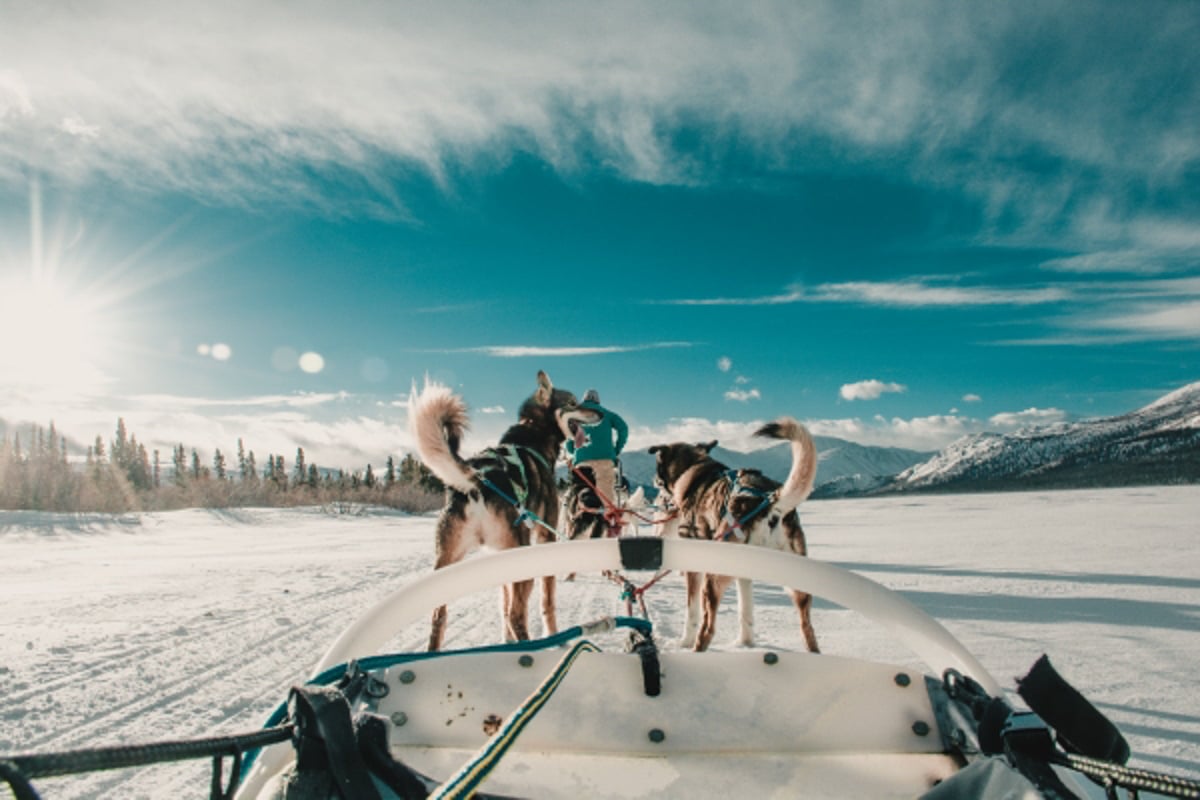 https://www.discovercanadatours.com/wp-content/uploads/2023/05/Dog-Sledding-©Govt-of-Yukon-Sheena-Greenlaw_72.jpg