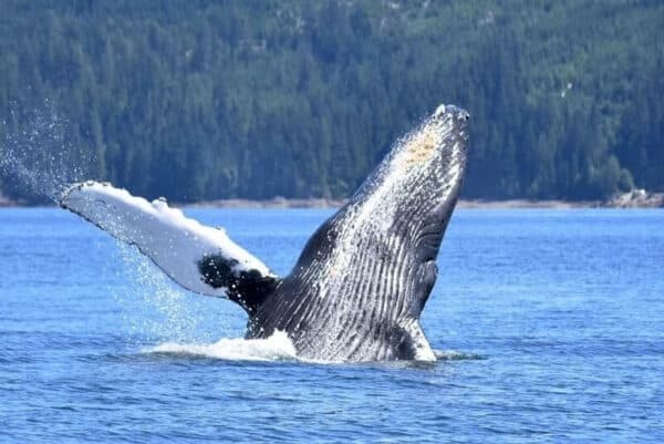 https://www.discovercanadatours.com/wp-content/uploads/2023/11/©CampbellRiverWhaleWatchingAdventureTours-600x401.jpg