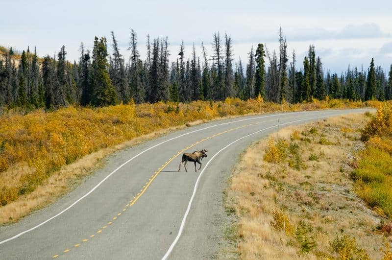 https://www.discovercanadatours.com/wp-content/uploads/2025/02/©YukonGovt-DestinationCanada-Wildlife.jpg