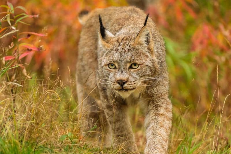 https://www.discovercanadatours.com/wp-content/uploads/2025/02/©YukonGovt-DestinationCanada-WildlifeReserve.jpg